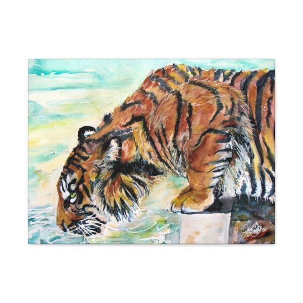Tiger Drinking Canvas Print — Big Cats Artwork by Jen Callahan, Matte Stretched 1.25" Ready to Hang